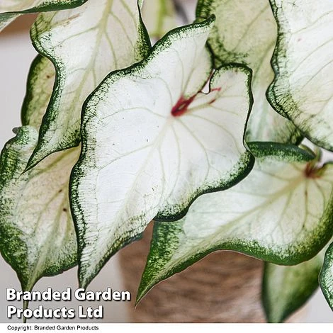 Caladium Heart To Heart® 'White Wonder' 2 Caladium Heart To Heart® 'White Wonder' - Image 2