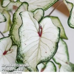 Caladium Heart To Heart® 'White Wonder' 7 Caladium Heart To Heart® 'White Wonder' -Tulip Bloom CALA H2HWHITEW T43464