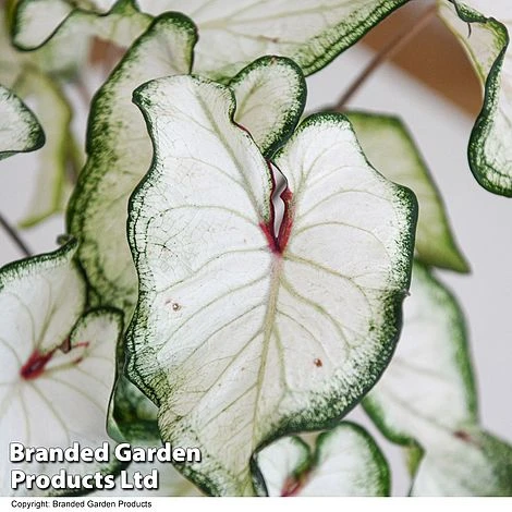 Caladium Heart To Heart® 'White Wonder' 3 Caladium Heart To Heart® 'White Wonder' - Image 3