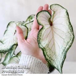 Caladium Heart To Heart® 'White Wonder' 8 Caladium Heart To Heart® 'White Wonder' -Tulip Bloom CALA H2HWHITEW T43465