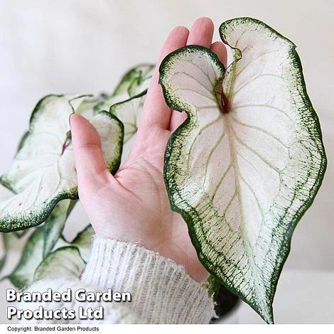 Caladium Heart To Heart® 'White Wonder' 4 Caladium Heart To Heart® 'White Wonder' - Image 4