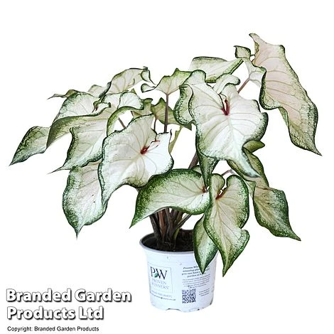Caladium Heart To Heart® 'White Wonder' 5 Caladium Heart To Heart® 'White Wonder' - Image 5