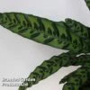 Calathea Insignis