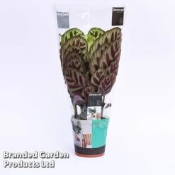 Calathea Makoyana -Tulip Bloom CALA MYKON14CM WKF1142 A