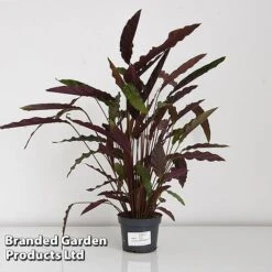 Calathea Rufibarba -Tulip Bloom CALA RUFIB12CM T44191