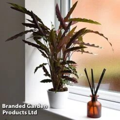 Calathea Rufibarba -Tulip Bloom CALA RUFIBARBA T44196