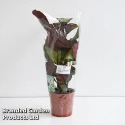 Calathea Picturata 'Argentea' -Tulip Bloom CALA SILVE12CM T45167G