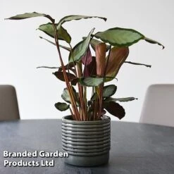 Calathea Picturata 'Argentea' -Tulip Bloom CALA SILVERVAR T45172B