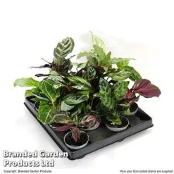 Calathea Makoyana Starter Mix -Tulip Bloom CALA STARTE6CM T47654