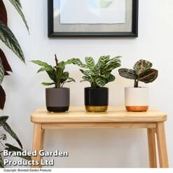 Calathea Makoyana Starter Mix -Tulip Bloom CALA STARTERMX T47657