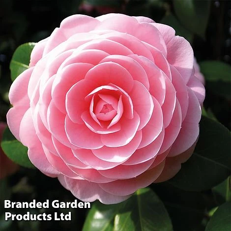 Camellia 'Blooming Wonder Pink' 1 Camellia 'Blooming Wonder Pink'