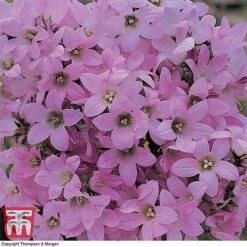 Campanula Lactiflora 'Dwarf Pink'