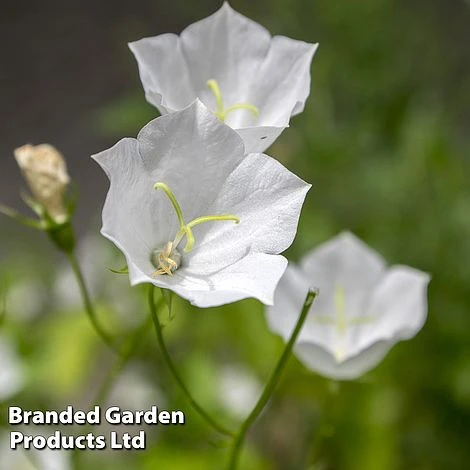 Campanula Carpatica 'Alba' 1 Campanula Carpatica 'Alba'