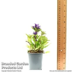 Campanula Glomerata 'Blue Crown' -Tulip Bloom CAMP BLUECR9CM T49370