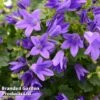 Campanula Poscharskyana 'Hirsch Blue'