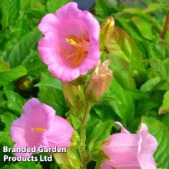 Campanula Medium 'Rose'