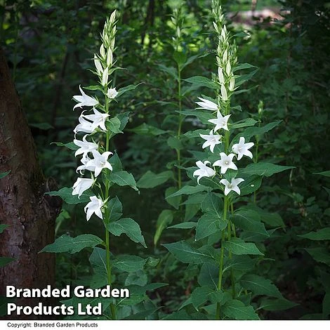 Campanula Pyramidalis 'Alba' 1 Campanula Pyramidalis 'Alba'