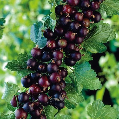 Casseille 1 Casseille