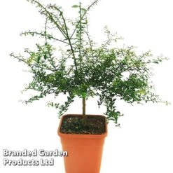 Lime 'Caviar Lime' -Tulip Bloom CAVIARLIME KC5364 A1