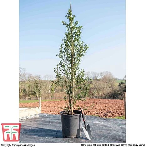 Ceanothus 'Concha' 6 Ceanothus 'Concha' - Image 6