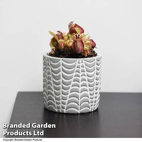 Cephalotus Follicularis 1 Cephalotus Follicularis