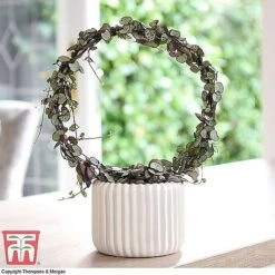 T&M's Choice House Plant Mix -Tulip Bloom CERO WKB7254 B2