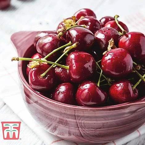 Cherry 'Stella' 1 Cherry 'Stella'