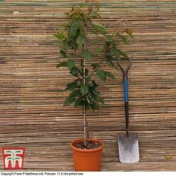 Cherry 'Sunburst' -Tulip Bloom CHER CWW3402 C