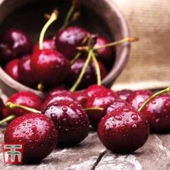 Cherry 'Sunburst' -Tulip Bloom CHER CWW3402 D