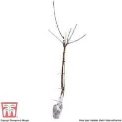 Cherry 'Sunburst' -Tulip Bloom CHER CWW3402 E