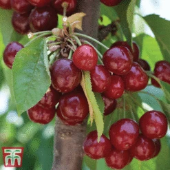 Favourite Fruit Tree Collection 7 Favourite Fruit Tree Collection -Tulip Bloom CHER KA7999 D