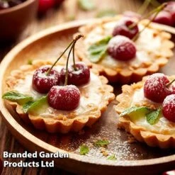 Cherry 'Sylvia' (Mini Fruit Tree) -Tulip Bloom CHER T10442 F