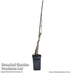 Cherry 'Sylvia' (Mini Fruit Tree) -Tulip Bloom CHER T10442 G