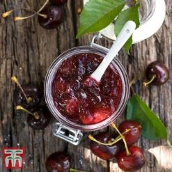 Cherry 'Morello' -Tulip Bloom CHER TKA1769 DD