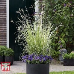 Chlorophytum Saundersiae 'Starlight' -Tulip Bloom CHLO KA8720 C