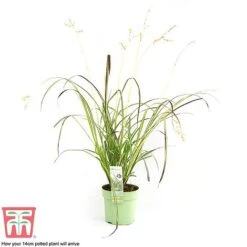 Chlorophytum Saundersiae 'Starlight' -Tulip Bloom CHLO KA8720 H