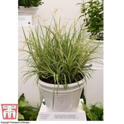 Chlorophytum Saundersiae 'Starlight' -Tulip Bloom CHLO KA8720 RHS