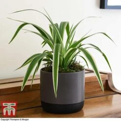 Chlorophytum Comosum 'Variegatum' -Tulip Bloom CHLO TKA2878 F