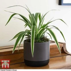 House Plant Urban Jungle Collection 12 House Plant Urban Jungle Collection -Tulip Bloom CHLO TKA2878 F3