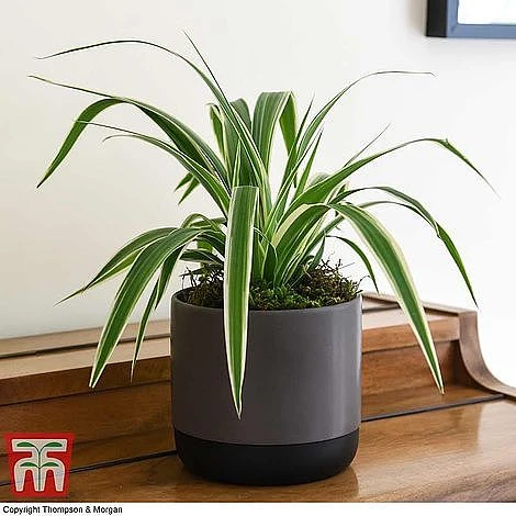 House Plant Urban Jungle Collection 6 House Plant Urban Jungle Collection - Image 6