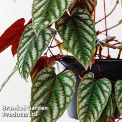 Cissus Discolor 9 Cissus Discolor -Tulip Bloom CISS DISCO12CM WKF1189