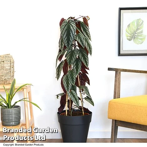 Cissus Discolor 1 Cissus Discolor