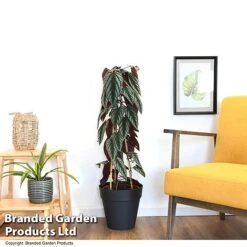 Cissus Discolor 10 Cissus Discolor -Tulip Bloom CISS DISCOLOR T47736