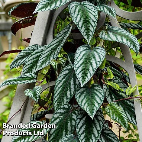 Cissus Discolor 2 Cissus Discolor - Image 2