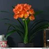 Clivia Miniata