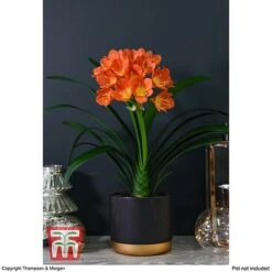 Clivia Miniata -Tulip Bloom CLIV WKB4547 C