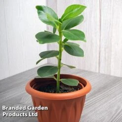 Clusia Rosea 'Princess' -Tulip Bloom CLUS PRINCESS WKF1162