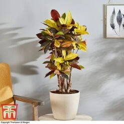 Codiaeum Variegatum Var. Pictum 'Mrs Iceton' -Tulip Bloom CODI 2880 A3