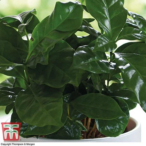 Coffea Arabica 2 Coffea Arabica - Image 2