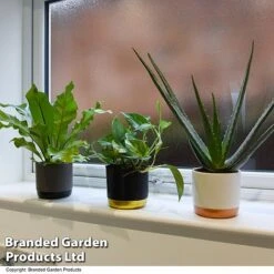 De-humidifying House Plant Collection -Tulip Bloom COLL DEHUMIDIF T46989